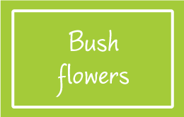 BUSH FLOWERS