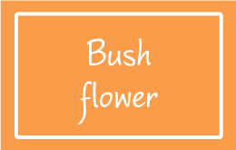 BUSH FLOWER