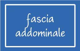 Fascia Addominale