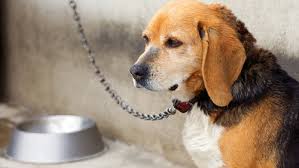 Niente più cani alla catena o sfruttati per accattonaggio?