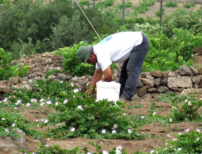 Capperi al posto del sale | Bravi Farmacie